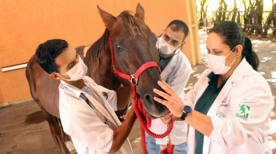 Hospital Veterinário da Unimar é referência para o tratamento de animais de pequeno e grande porte 