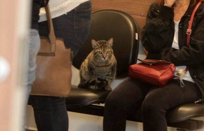 Gato foge de casa para acompanhar velório de dona (de 3 anos) morta em acidente