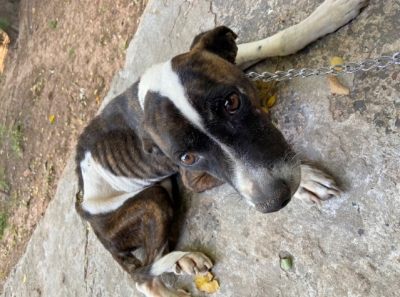 Animal vítima de maus-tratos é recolhido por ONG em Garça