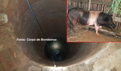 Resgate de peso: Bombeiros retiram porco de 120 kg que caiu em poço