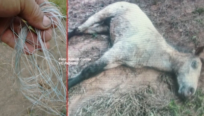 Pônei morre após ser atingido por linha cerol