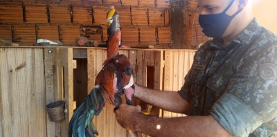 Galos: Polícia Ambiental faz operação em Julio Mesquita 