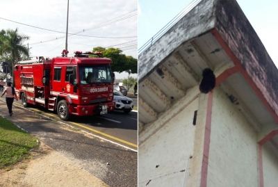 Abelhas provocam correria em praça na zona leste