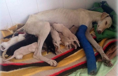 Cachorra ferida guia equipe por 3 km para salvar 10 filhotes