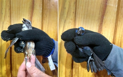 Pássaros silvestres são resgatados pela Polícia Ambiental