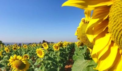 É temporada de girassóis na fazenda experimental da Unimar em Marília