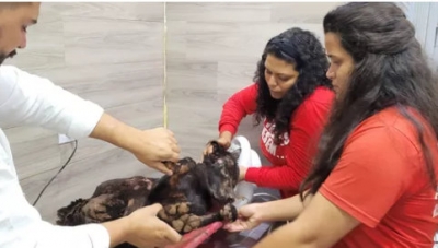 ONG resgata cachorro que foi brutalmente agredido e enterrado vivo