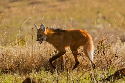 Bombeiros tentam capturar família de lobos-guará em Marília