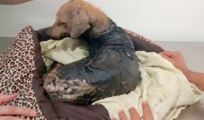 Cachorro morre após maus-tratos com piche