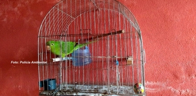 Criadores são multados em Marília por manter pássaros em gaiolas