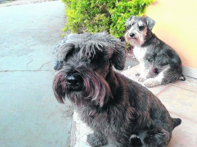 Rottweiler fere aposentado e mata cão