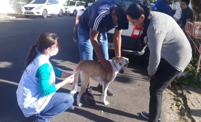 Prefeitura vacina 307 animais na primeira ação antirrábica na Divisão de Zoonoses 