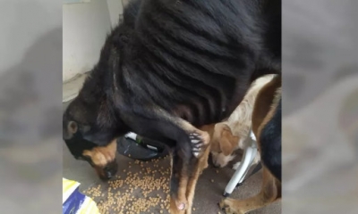 Homem é preso por maus-tratos e abandono de animais