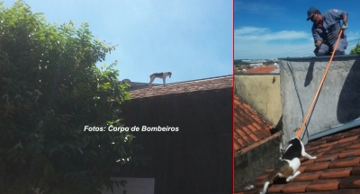 MUNDO ANIMAL: Bombeiros salvam cães em telhado e num buraco. 