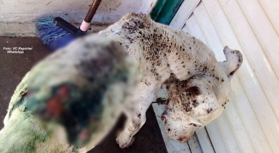 Pitbull morre ao ser abandonado pelo dono em Marília