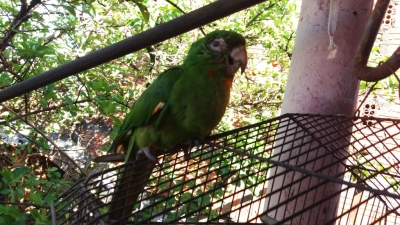 Polícia Ambiental resgata Maritaca na região