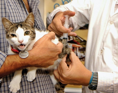 Vacinação Antirrábica para cães e gatos neste sábado, 30