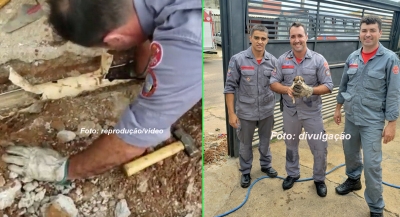 Cãozinho é resgatado por Bombeiros após ficar preso em tubulação de água