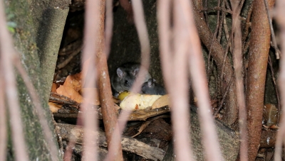 Prefeitura tenta acabar com ratos em praça, no centro