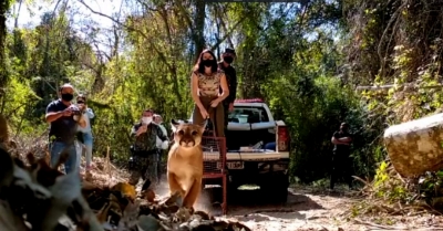 Onça capturada em Marília é solta em reserva de mata nativa