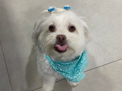 Carteiro é acusado de agredir cãozinho durante entrega em Marília