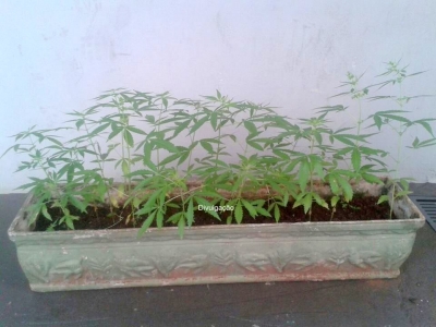 Jovens são presos cultivando maconha
