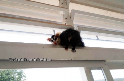 Bombeiros resgatam cobra e gambá em Marília