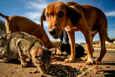 Nesses dias quentes, dê água aos animais que estão abandonados nas ruas 