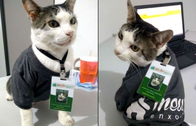 Gato "gerente" ganha crachá e uniforme de empresa