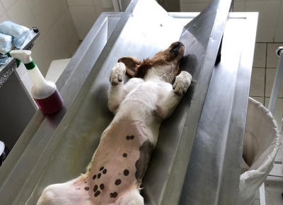 Justiça: Prefeitura de Marília terá que manter programa de castração de animais