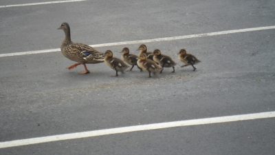 Guarda Civil para trânsito para família de patinhos