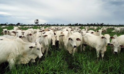Pecuaristas podem renovar financiamento com Banco do Brasil por mais um ano