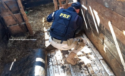  Traficantes transportam droga com animais, mas são presos pela PRF