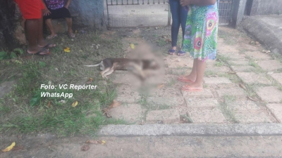 Novos casos de envenenamento de animais revoltam população em Vera Cruz