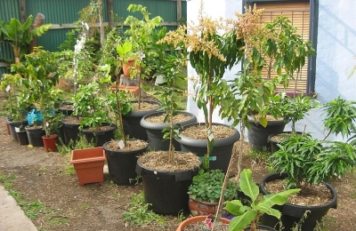 Aprenda a cultivar frutas na sua casa ou apartamento