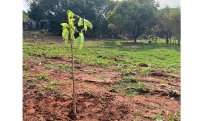 Dia Mundial da Árvore: Secretaria de Meio Ambiente realiza plantio em Marília