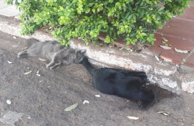 Gatos são encontrados mortos por envenenamento, na região