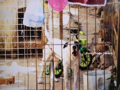 Cão ataca criança de 2 anos na zona Sul