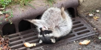 Guaxinim come demais e fica preso em bueiro
