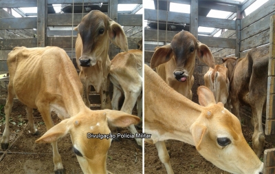 Polícia recupera gado furtado