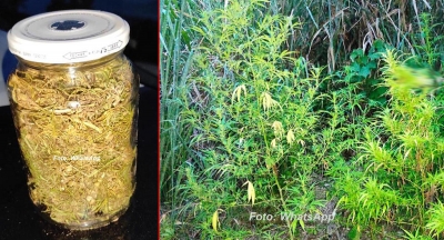 Secretária do Meio Ambiente de Lupércio é presa acusada de ter plantação de maconha