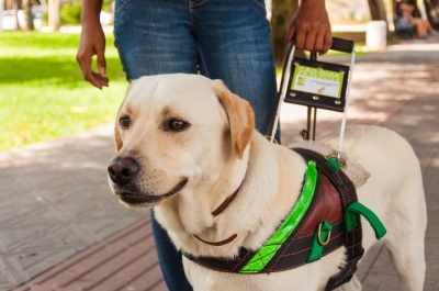 Estudante cego recebe indenização após motoristas por aplicativo recusar transporte com cão-guia
