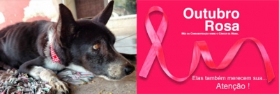 Outubro Rosa Pet alerta para câncer de mama em cadelas e gatas