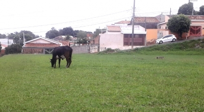 Prefeitura de Marília intensifica fiscalização de criação de animais em áreas públicas