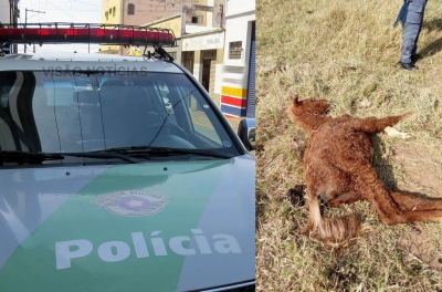 Equinos são resgatados na zona oeste