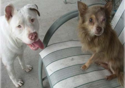 Pitbull carrega amigo ferido até serem resgatados