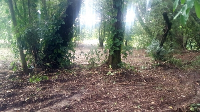 Chácara de Marília é embargada após danificar vegetação nativa