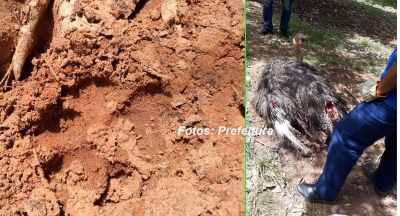 Onça ataca avestruz no Bosque de Marília e põe Prefeitura e Polícia Ambiental em alerta