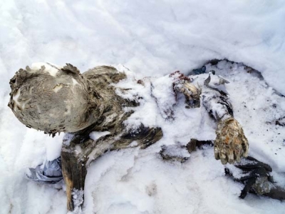 Corpos mumificados são achados em vulcão