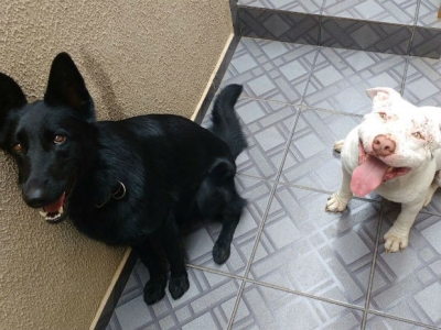 Pit bull supera traumas com apoio de pastor-alemão